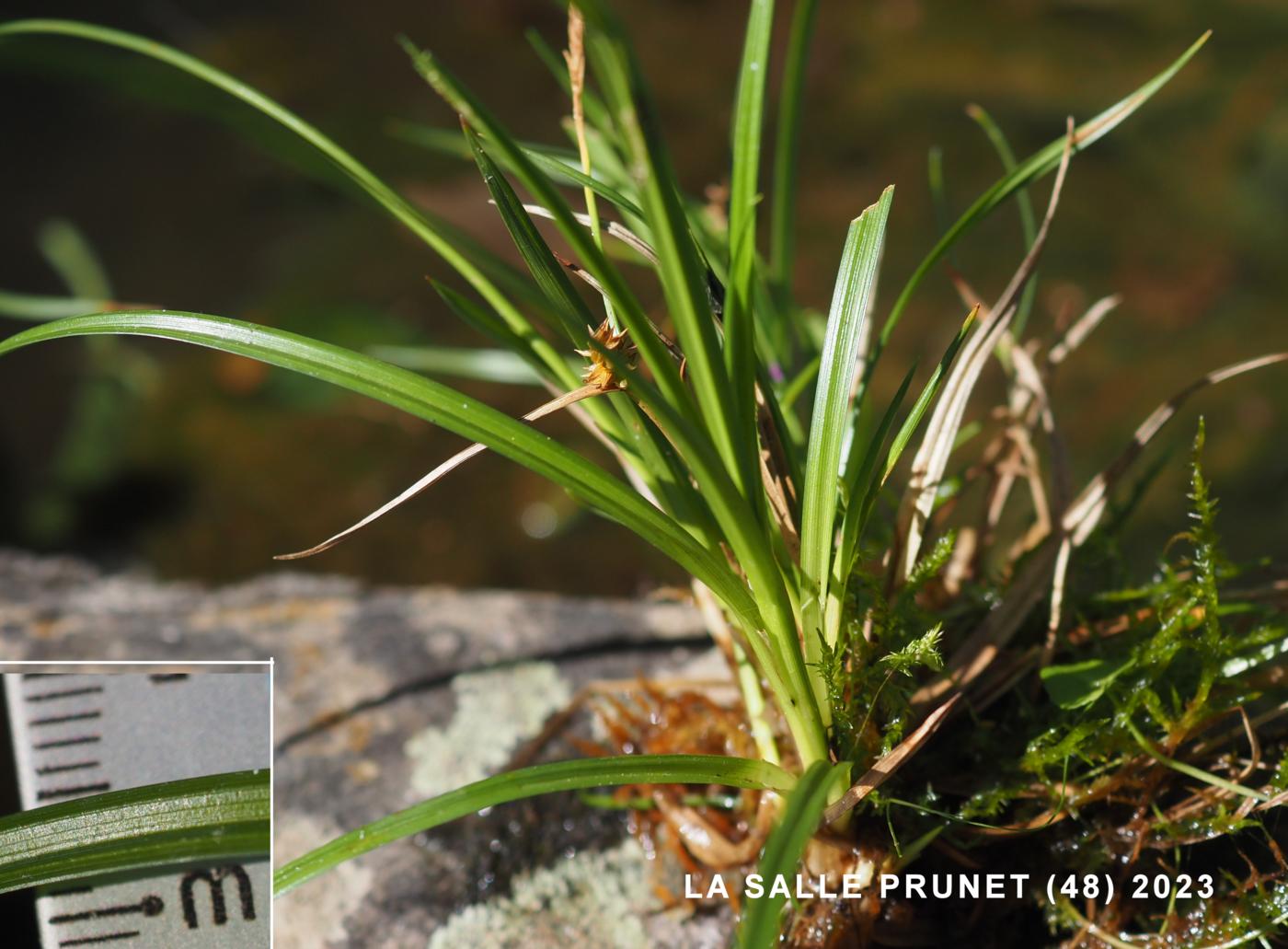 Sedge, Common Yellow leaf